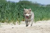 CHIEN FINNOIS DE LAPONIE 590